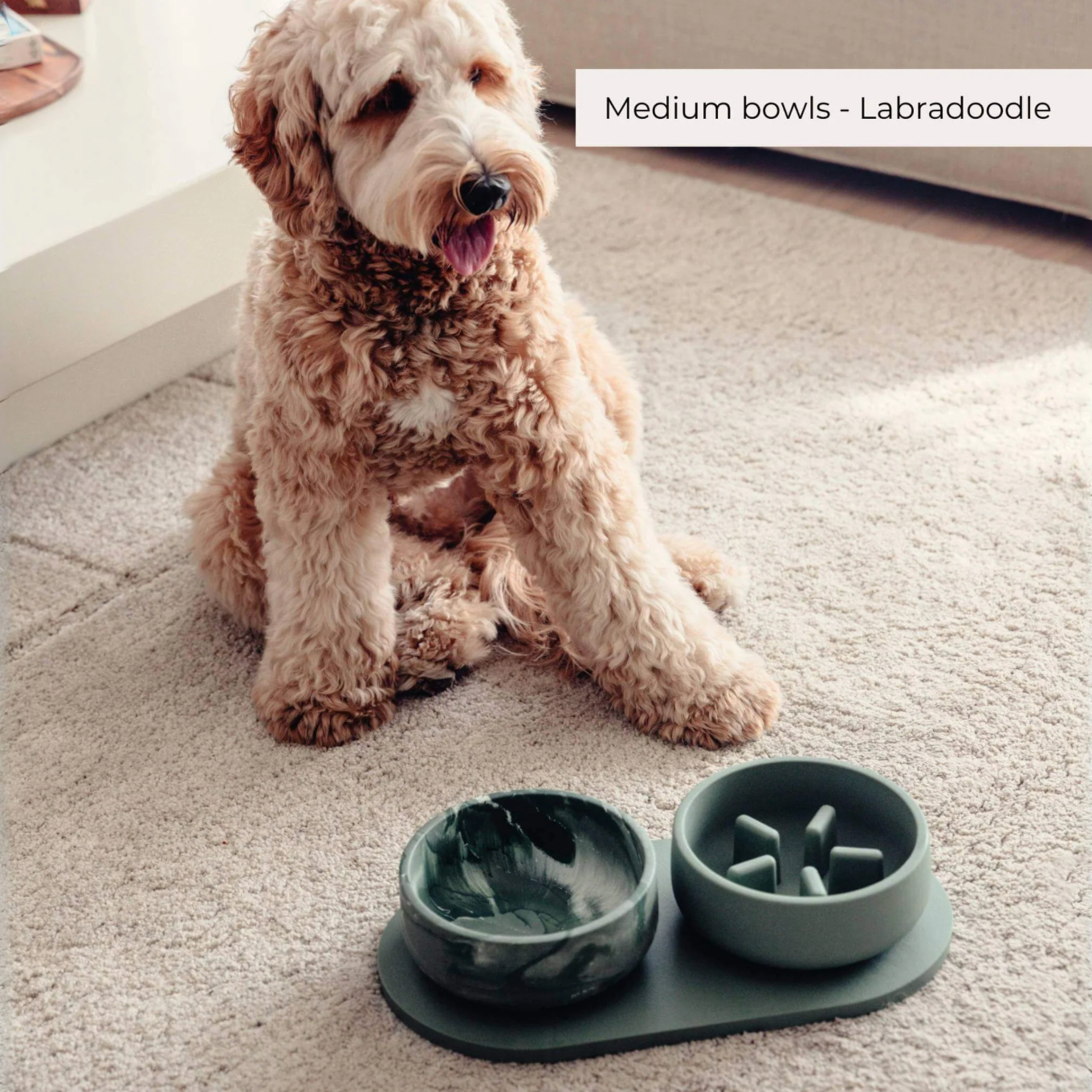 Gamelle d'alimentation classique Chien