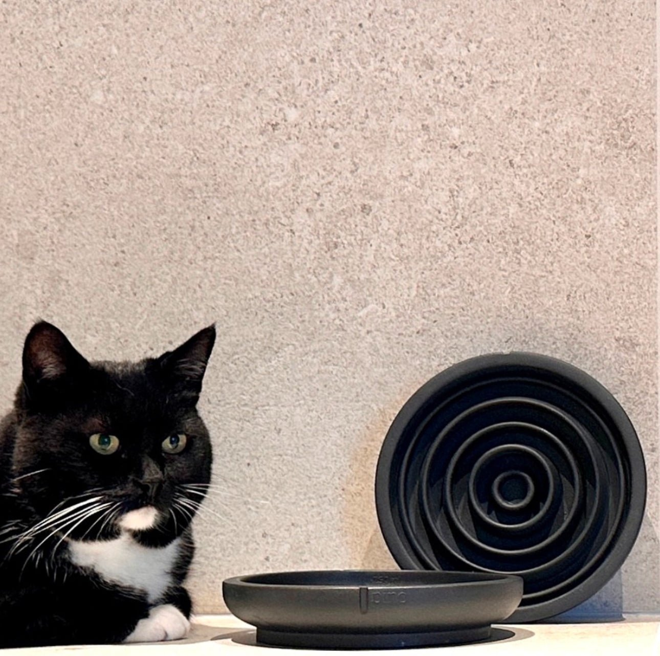 Gamelles adaptés aux moustaches Chat