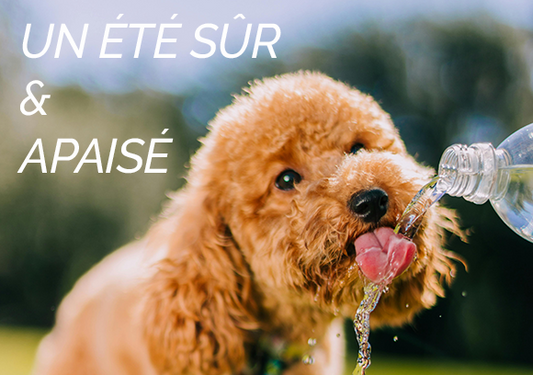 Vivre l’été sereinement avec votre compagnon à quatre pattes